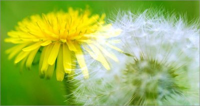 36c974f2-f2a1-46ae-9288-ea3c14967310
