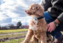 Sure Petcare lancia Animo