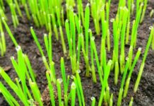 Un nuovo sensore per l’ossigeno basato su componenti animali, fungini e vegetali