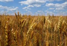 Politecnico di Torino e Regione Piemonte insieme per promuovere attività di innovazione digitale nell’agroalimentare