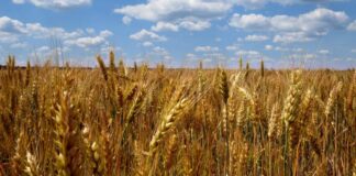 Politecnico di Torino e Regione Piemonte insieme per promuovere attività di innovazione digitale nell’agroalimentare