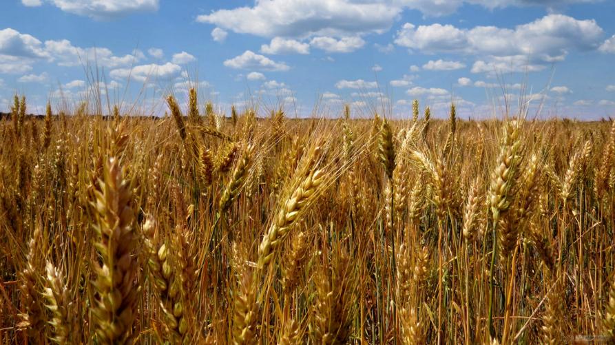 agricoltura2_interno