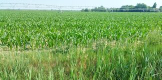 Irrigazione hi-tech per mitigare la salinizzazione del suolo: Smart Agrowetlands arriva anche in Spagna