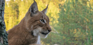 Panasonic: le telecamere Varicam LT, EVA1 e Lumix S1 scelte per filmare le linci nel documentario “Snow Cats & Me” della BBC2
