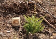La foresta rinasce grazie a VAIA CUBE