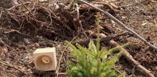La foresta rinasce grazie a VAIA CUBE