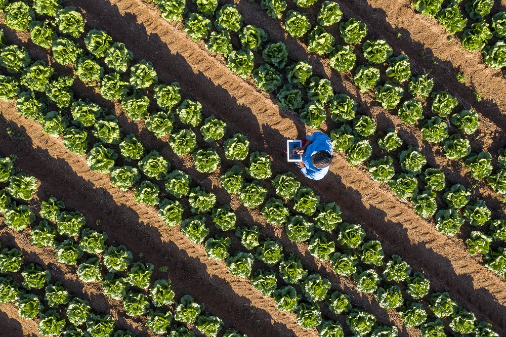 Sustainability Accelerator: il programma pro-bono di IBM a sostegno dei progetti ambientali delle organizzazioni non-profit