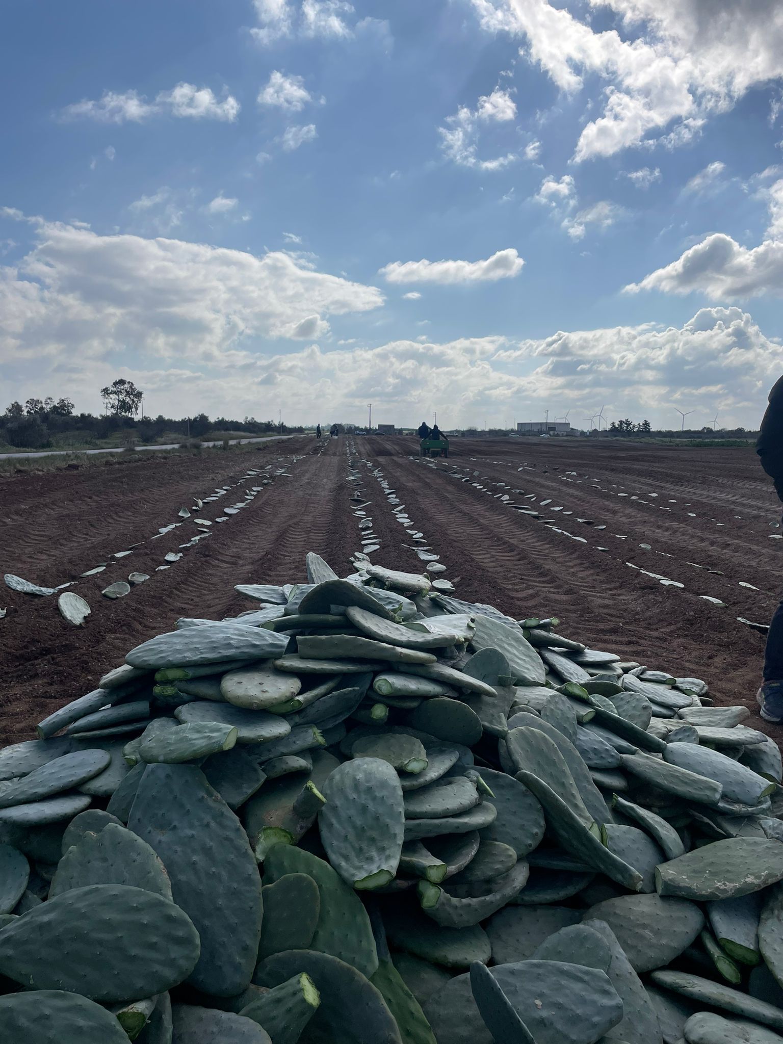 Sebigas sbarca in Puglia con un nuovo impianto biogas